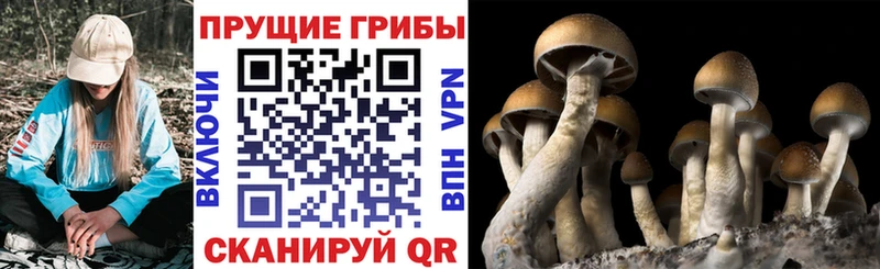 Псилоцибиновые грибы Magic Shrooms  Белгород 